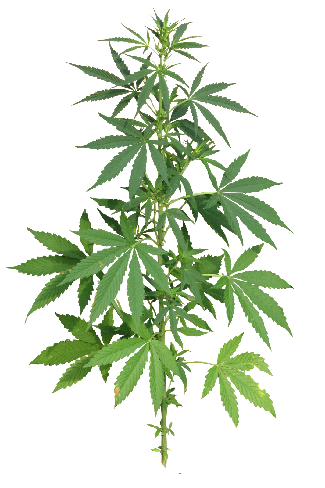 марихуана листья купить